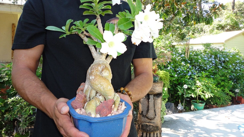 Chọn chậu phù hợp với kích thước Cây Hoa sứ để cây cân đối và sinh trưởng ổn định