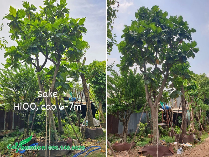 Chọn mua cây Sake công trình cao khoảng 6 đến 7 m với thân lớn hoành 100