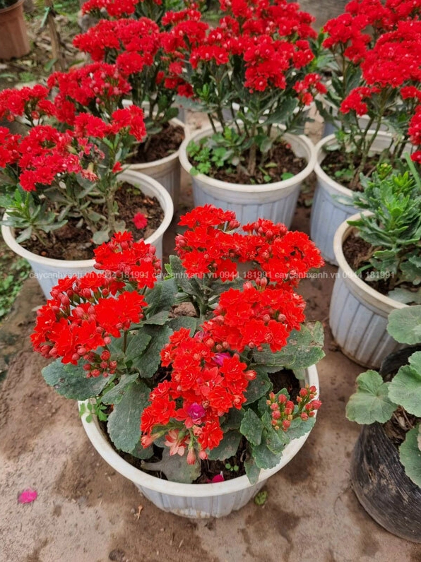 Chùm Hoa bỏng Thái màu đỏ nở rực rỡ và đầy đặn, thu hút mọi ánh nhìn