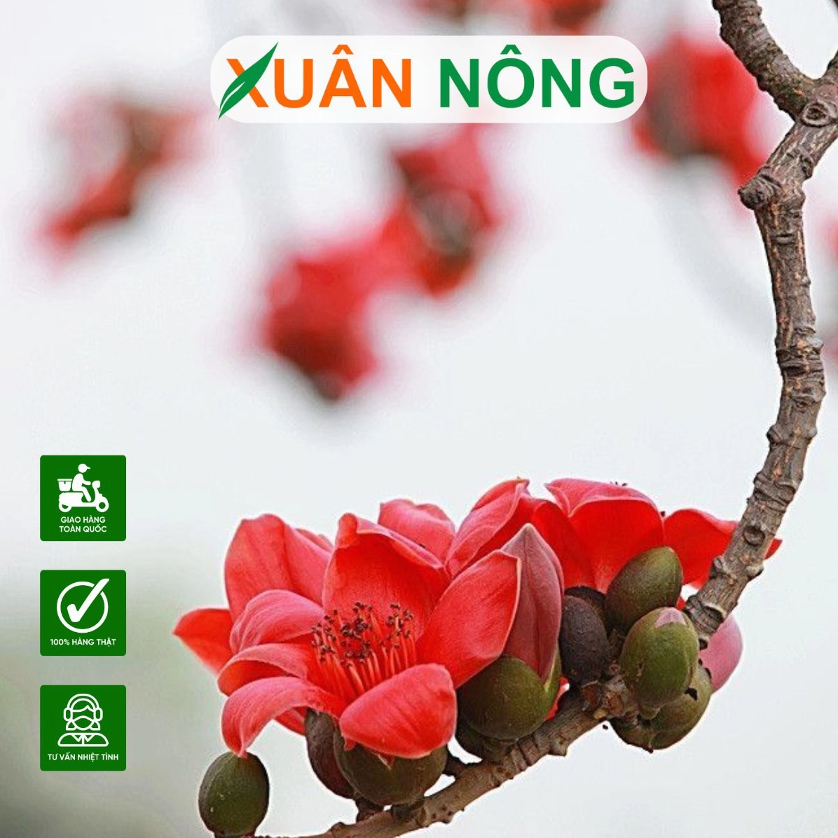 Chùm Hoa Gạo nở rộ với màu đỏ son nổi bật trên cành cây cao