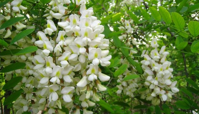 Chùm Hoa hòe vàng nhạt nở mềm trên cành giữa nền lá xanh tạo cảm giác thanh sạch và yên bình