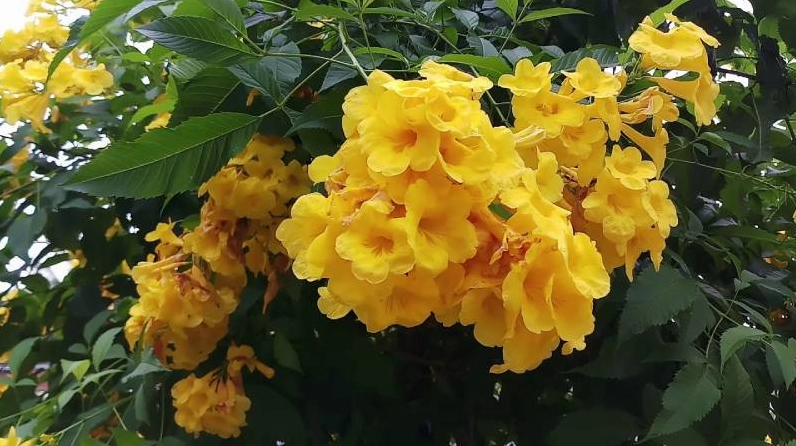Chùm Hoa huỳnh anh nở quây quần trên cành xanh tạo nên tổng thể tươi sáng và bắt mắt