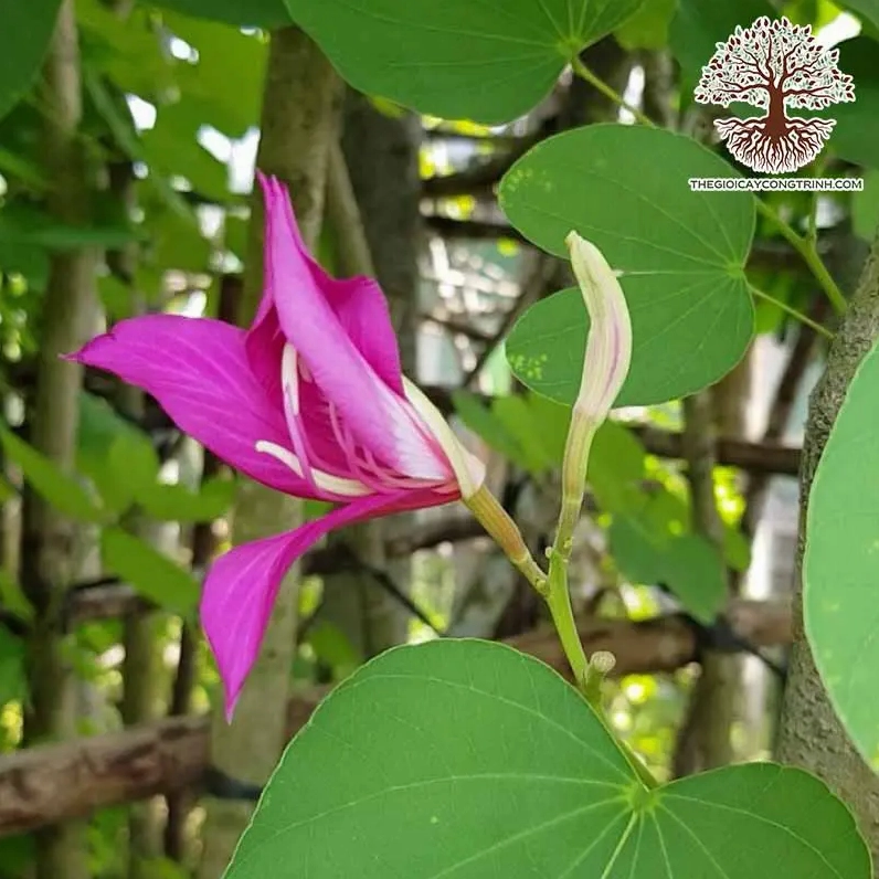 Chùm Hoa móng bò tím nở nổi bật với sắc tím mềm mại tạo ấn tượng thị giác cuốn hút trong khung cảnh ngoài trời