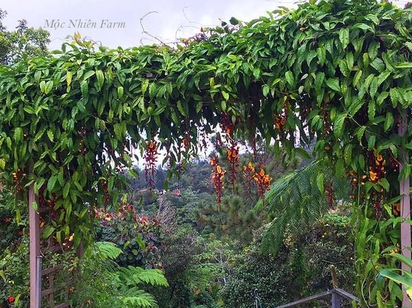 Chùm Hoa móng cọp rủ xuống thành từng lớp cánh cong nổi bật trong không gian vườn nhiệt đới