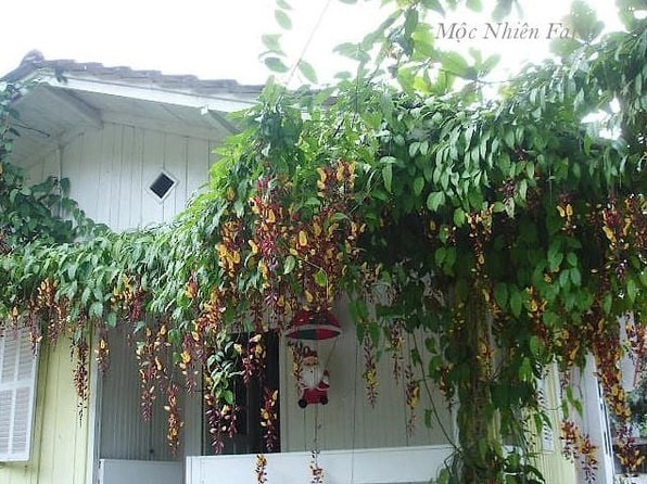 Chùm Hoa móng cọp vàng rực rỡ dưới ánh sáng tự nhiên mang sắc độ ấm áp và tinh tế