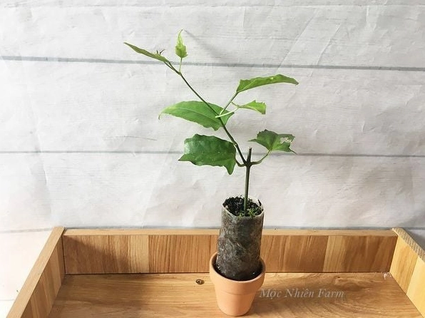 Chùm hoa móng cọp vàng treo rủ nổi bật trên giàn leo với vẻ đẹp sang trọng và lạ mắt