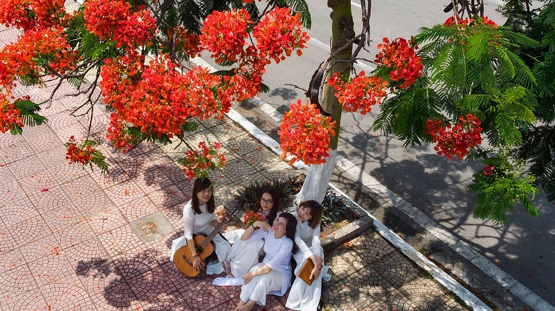 Chùm hoa phượng đỏ được gọi là hoa học trò gợi nhớ sân trường và mùa chia tay