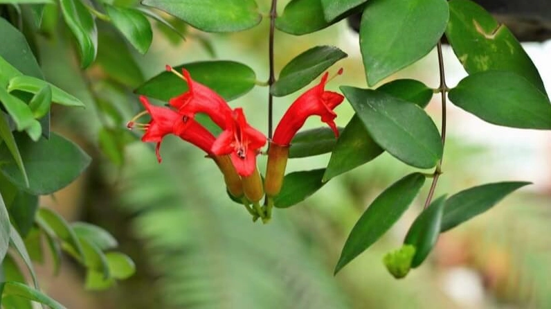 Chùm Hoa son môi căng tròn rực sắc đỏ như những thỏi son nhỏ nổi bật trên cành