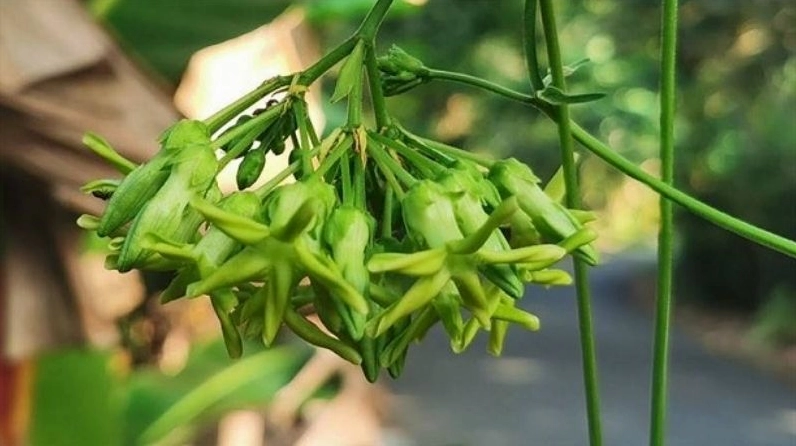 Chùm Hoa thiên lý nở rộ thành từng lớp nhỏ trên giàn leo xanh tốt trong khu vườn