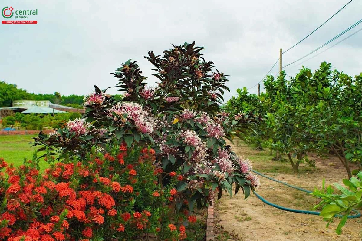 Chùm hoa Thiên Phúc nở quanh năm với những cánh hoa mảnh màu hồng nhạt tỏa ra giữa nền lá xanh
