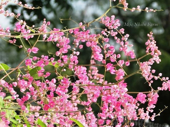 Chùm Hoa Tigon hồng nở nhiều tầng lớp tạo chiều sâu màu sắc nổi bật và cuốn hút