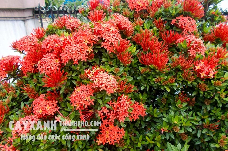Chùm hoa Trang đỏ rực nở dày trên nền lá xanh bóng trong vườn nắng