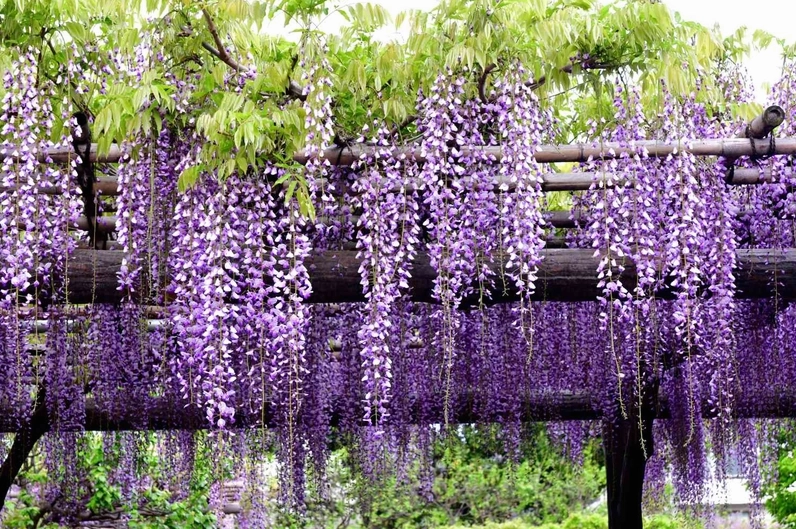 Chùm Hoa Tử Đằng tím rủ xuống nổi bật trong không gian xanh mát
