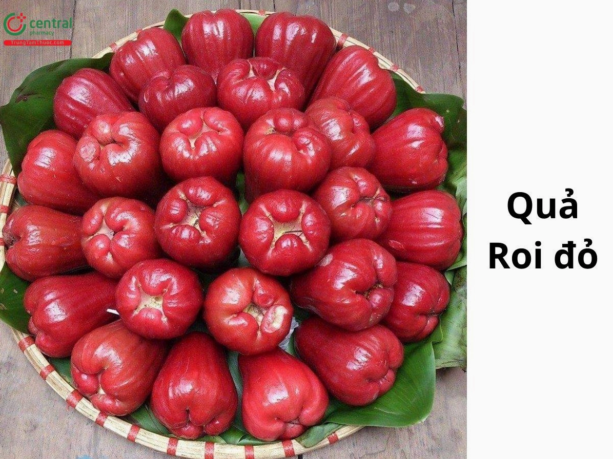 Chùm quả roi đỏ căng mọng nổi bật trên nền lá xanh tươi