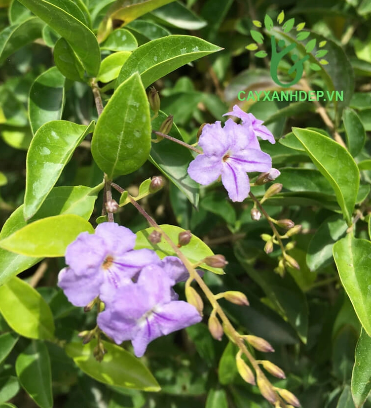 Chuỗi Ngọc Thái Vàng với sắc lá vàng non và tán cây dày đẹp trong cảnh quan sân vườn