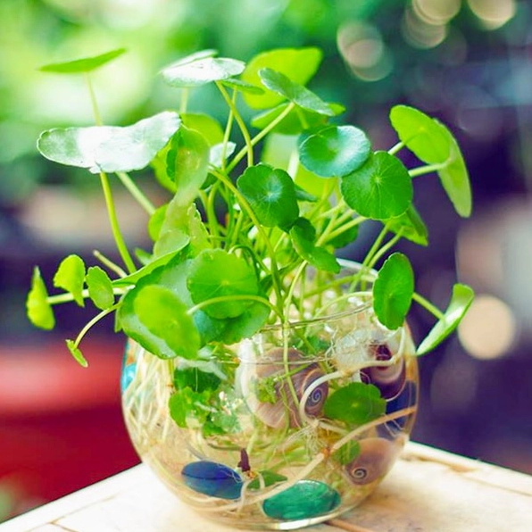 Cỏ đồng tiền thủy sinh trong bình nước trong veo với các lá xanh tròn mọc cao thanh thoát