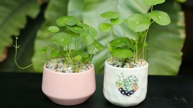Cỏ đồng tiền xanh mượt gợi ý nghĩa phong thủy về tài lộc, may mắn và sự bền bỉ