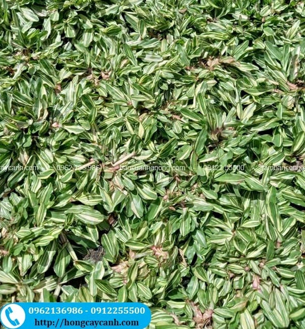 Cỏ Gừng Cẩm Thạch có lá loang sáng tạo điểm nhấn bên cạnh Cây Bỏng nẻ xanh đậm