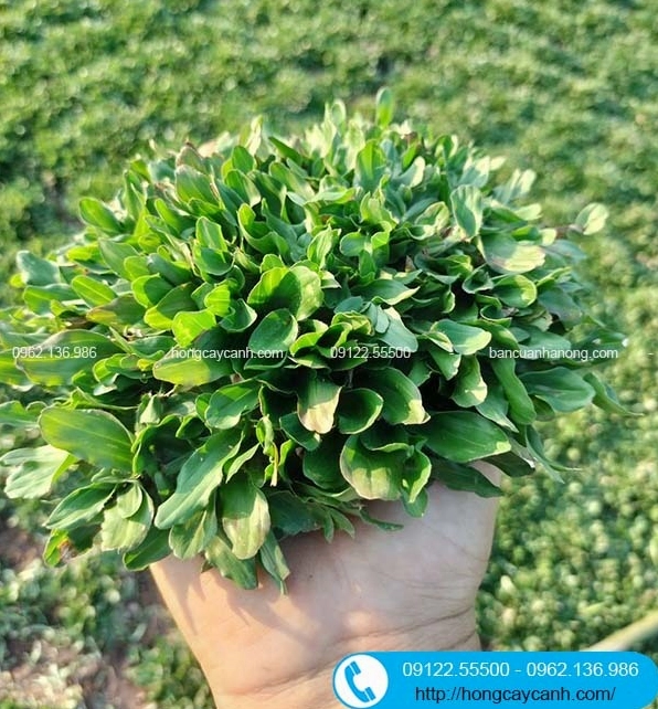 Cỏ Lá Gừng Thái Lan xanh bóng dùng làm nền phối cảnh cho Cây Bỏng nẻ trồng viền
