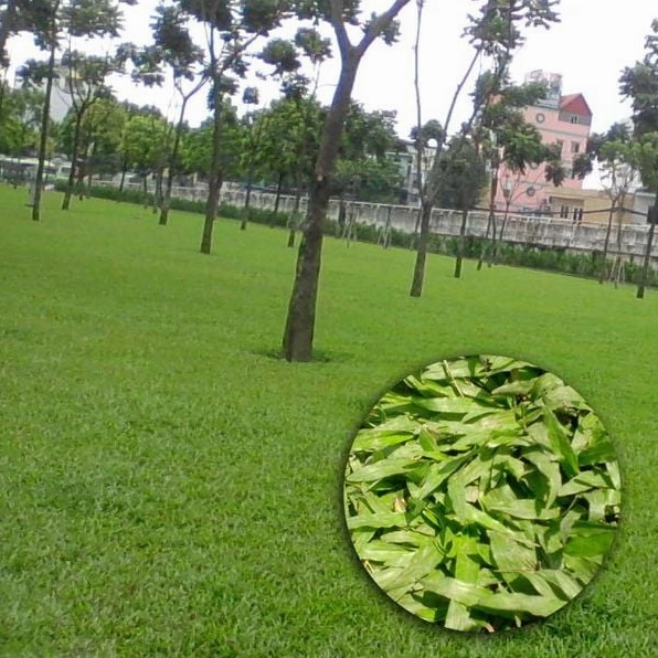 Cỏ lá gừng xanh bóng với bản lá rộng tạo vẻ rậm rạp khỏe khoắn cho sân vườn