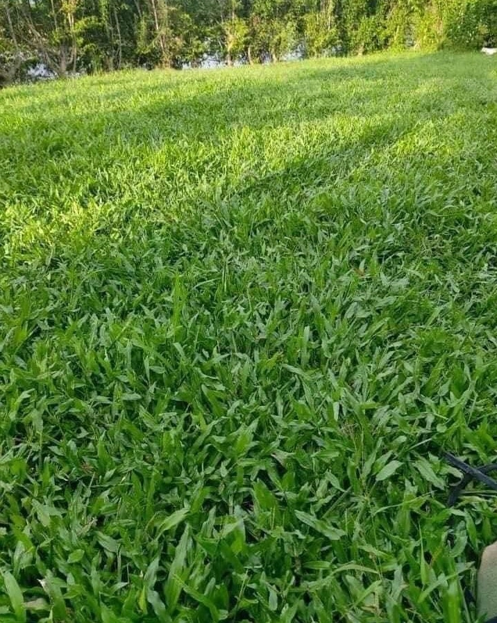 Cỏ lá gừng xanh khỏe được lựa chọn làm nền phủ cho sân vườn nhiều nắng