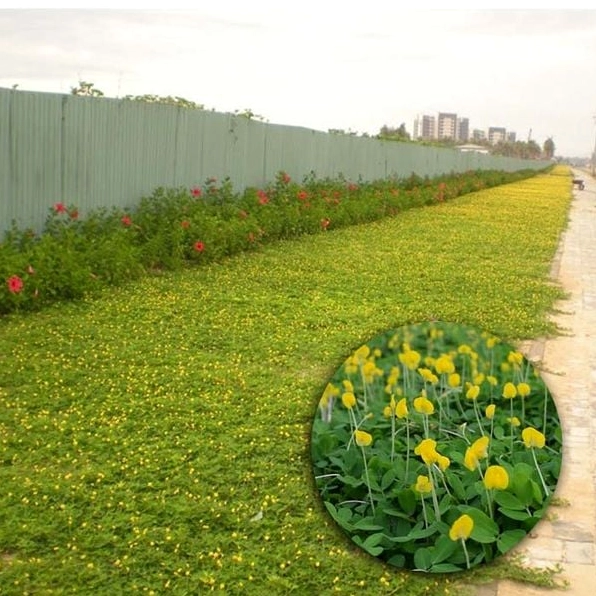 Cỏ Lạc Tiên lan mềm trên mặt đất với sắc xanh non tự nhiên cho sân vườn gần gũi