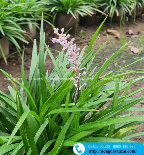 Cỏ Mạch Môn xanh đậm tạo nền mềm mại khi phối cùng hàng Cây Bỏng nẻ trong sân vườn