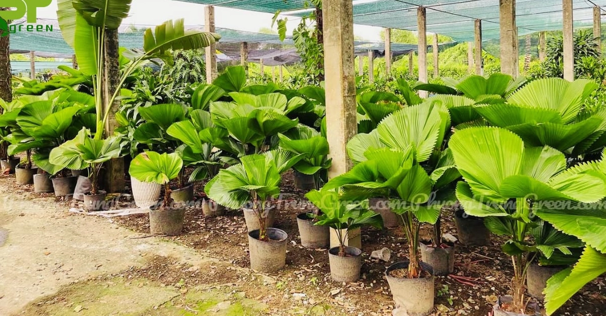 Cọ Nhật tại vườn ươm với nhiều cây xanh khỏe xếp hàng gọn đẹp