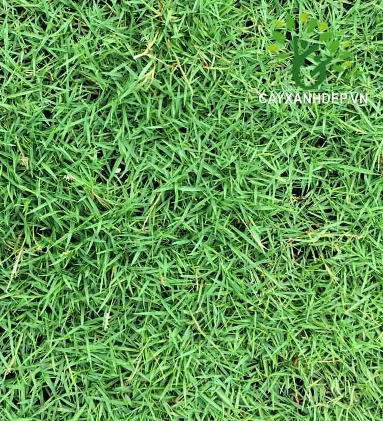 Cỏ Nhung Nhật trải thảm xanh mịn dưới chân các cụm Gấm Nhung tạo nền cảnh quan êm mắt