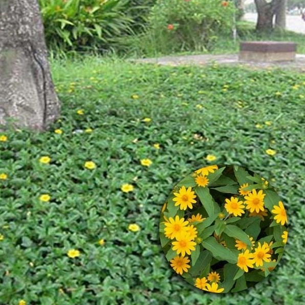 Cỏ xuyến chi phủ xanh tự nhiên trên nền vườn với dáng mọc phóng khoáng và tươi sáng