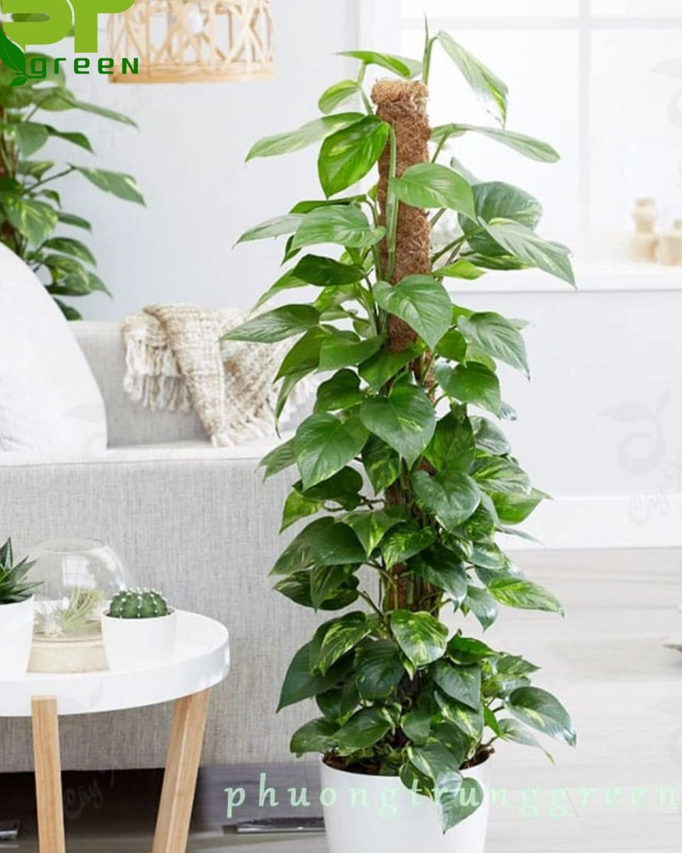 Công dụng của cây trầu bà cột trong trang trí và làm dịu không gian sống