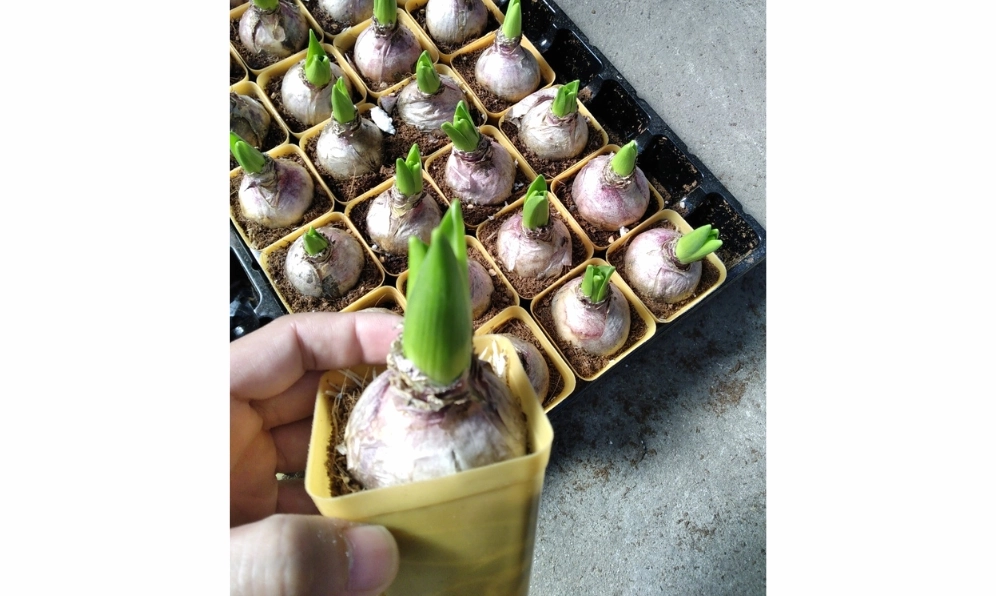 Củ giống Hoa tiên ông tròn đều, vỏ ngoài bóng sáng và chắc khỏe trước khi xuống chậu