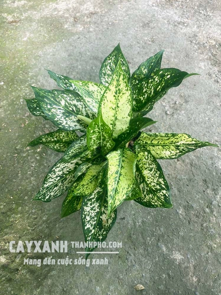 Cụm cây Ngọc Ngân xanh mướt với các phiến lá trắng loang tự nhiên đầy sức sống