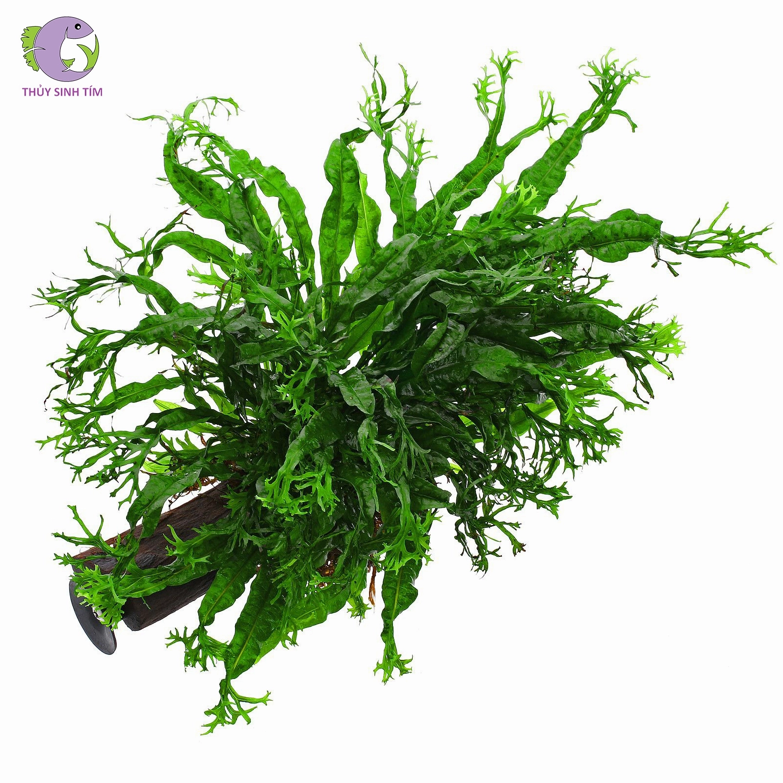 Cụm dương xỉ lá xanh mềm mại nổi bật trong cảnh quan thủy sinh có đá và nền tối
