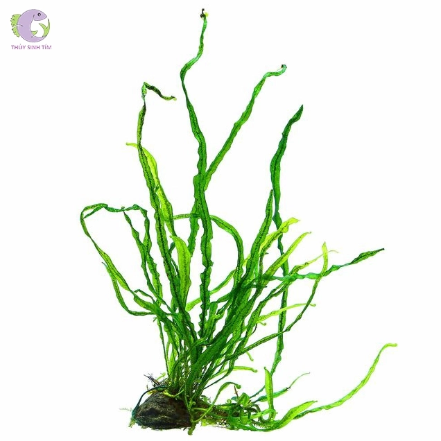 Cụm dương xỉ thủy sinh xanh đậm trải rộng trên nền đá tạo cảm giác rừng nước thu nhỏ