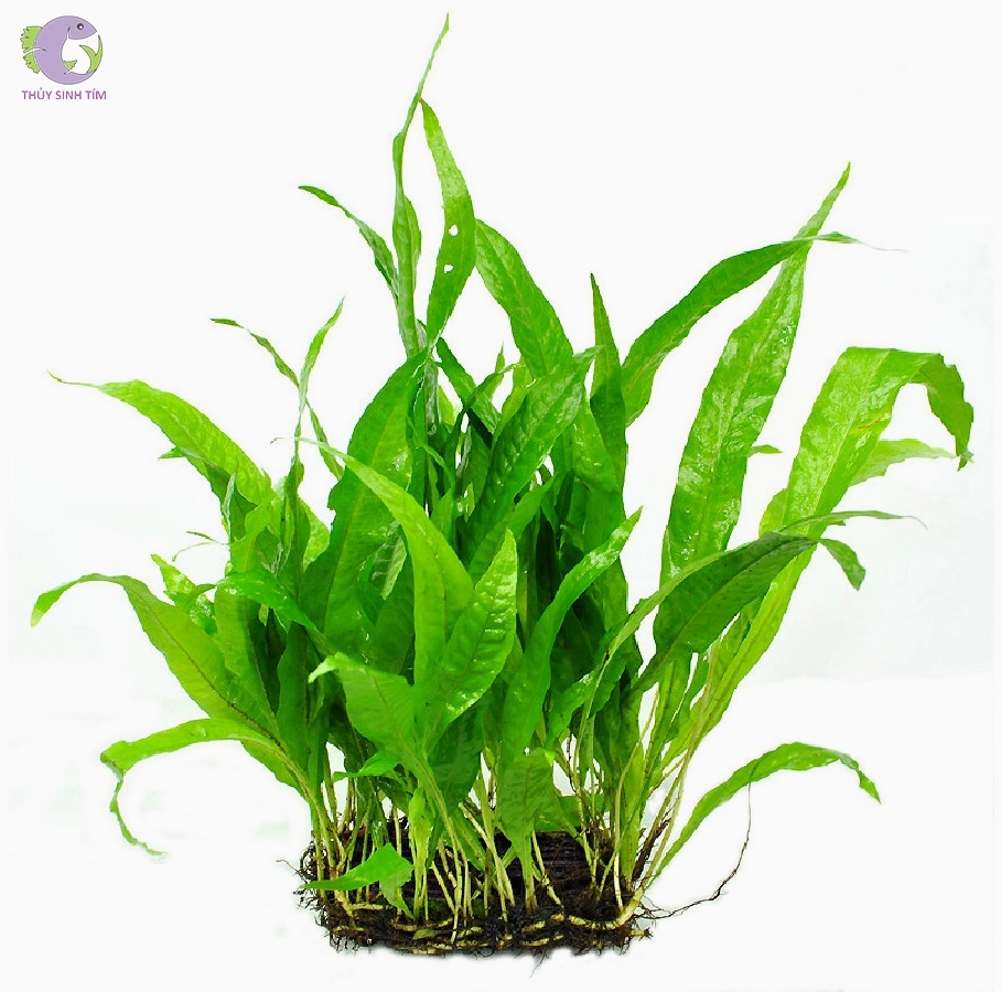 Cụm dương xỉ thủy sinh xanh tươi vươn lá hẹp trong bố cục hồ nước trong trẻo