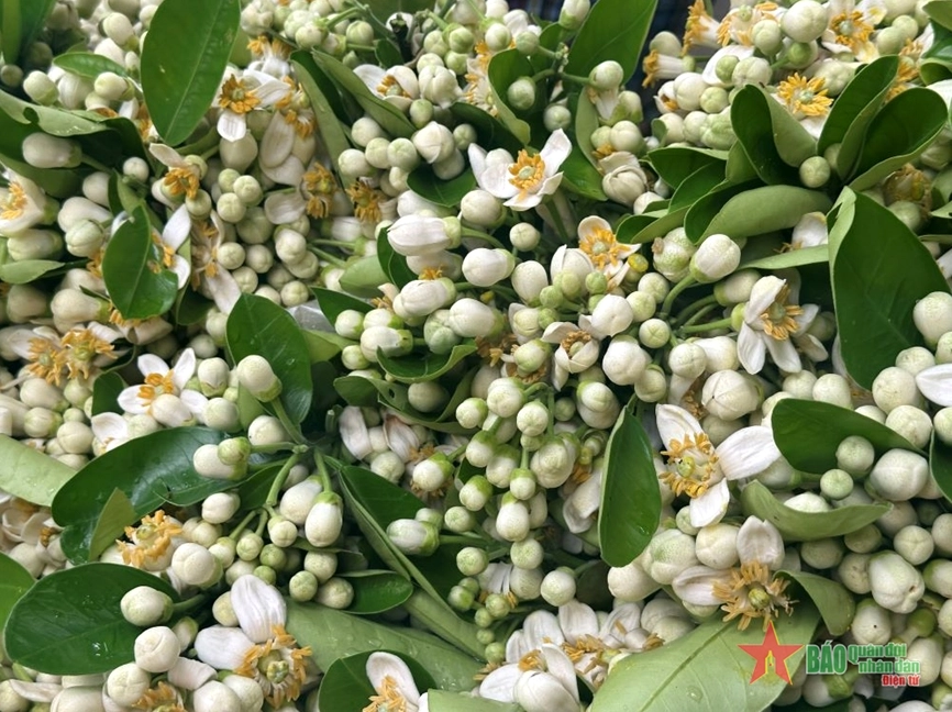 Cụm Hoa bưởi bung nở đồng đều thành từng chùm nhỏ, mang vẻ mềm mại và ngọt ngào đặc trưng của tháng Ba