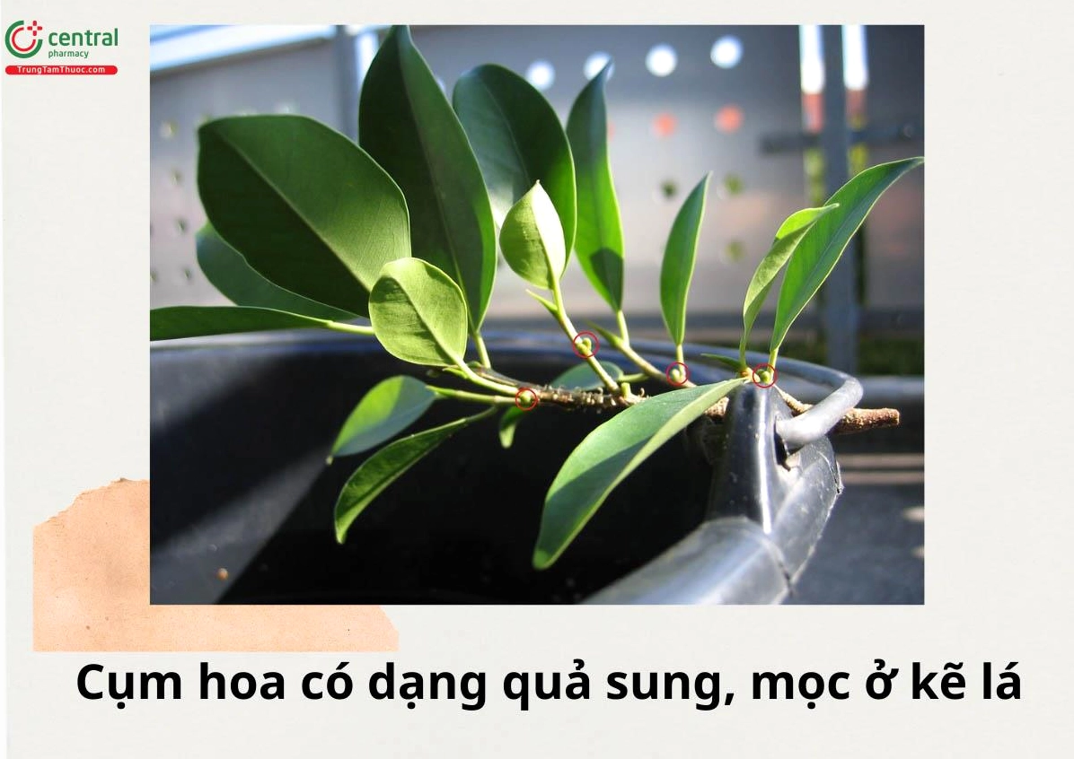 Cụm hoa của cây Gừa nhỏ và kín đáo, nằm giữa nền lá xanh tạo nên vẻ đẹp tinh tế ít phô trương