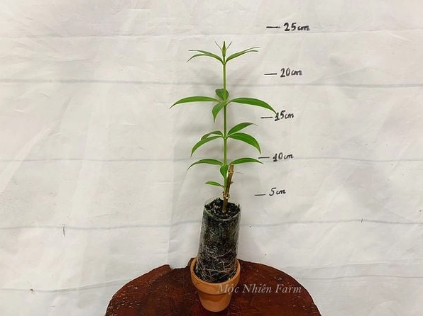 Cụm hoa huỳnh anh vàng nổi bật trên cây thân đứng với sắc hoa tươi và đều