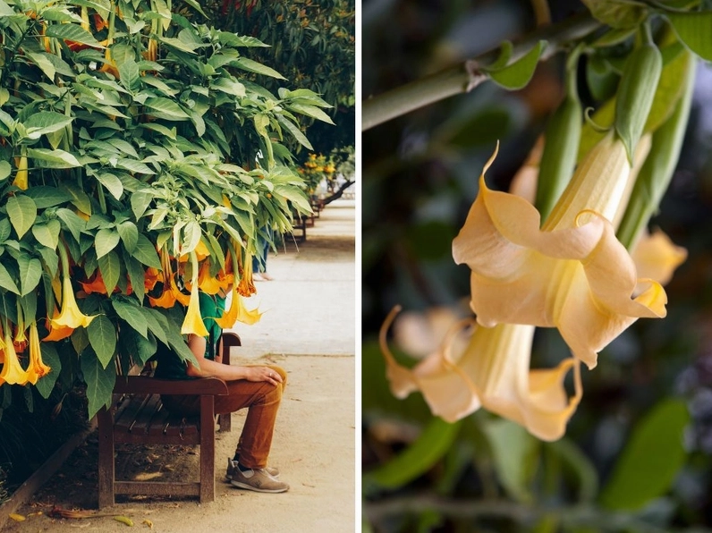 Cụm Hoa loa kèn nở rõ nét với cánh mở rộng, nhụy vươn dài và sắc hoa nổi bật trên nền sáng dịu