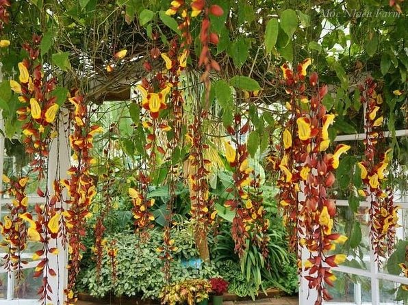 Cụm Hoa móng cọp vàng nở đều trên giàn leo mang đến cảm giác tươi sáng và nổi bật