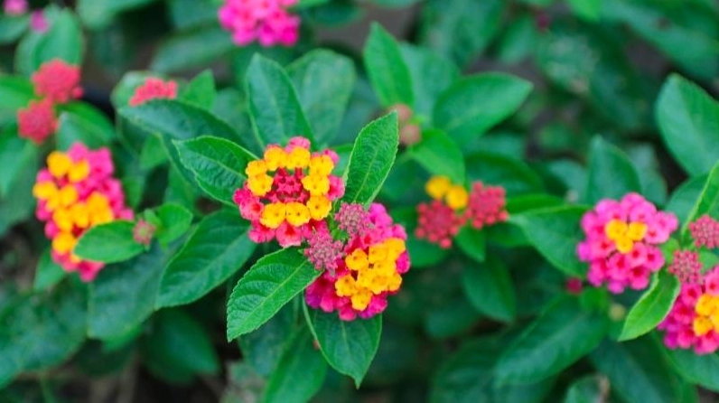 Cụm Hoa Ngũ Sắc màu hồng vàng nổi bật với sắc chuyển nhẹ nhàng và tươi tắn dưới nắng