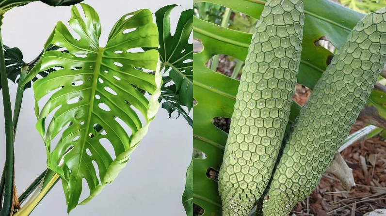 Cụm hoa quả và hạt của Cây Trầu Bà Lá Xẻ có dạng mo đặc trưng của họ Ráy