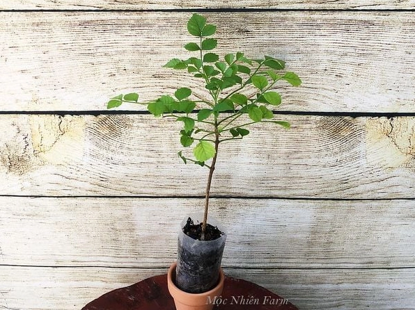 Cụm hoa Rạng đông cam đứng rực rỡ khoe sắc trong ánh sáng tự nhiên