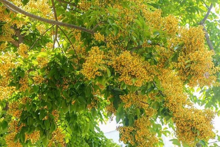 Cụm Hoa Sưa rung nhẹ trên cành mảnh với sắc trắng trong trẻo giữa nền lá xanh non