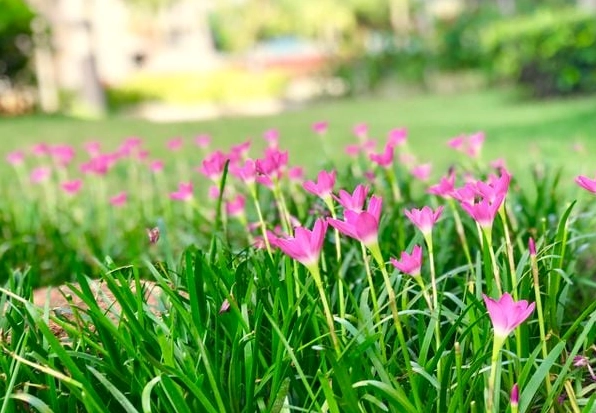 Cụm Hoa tóc tiên mọc quây quần, thể hiện tinh thần gắn kết và sức sống đồng điệu