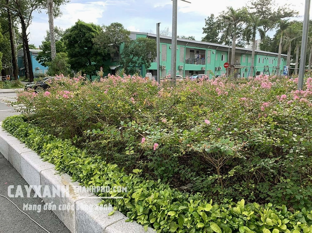 Cụm hoa tường vi khoe sắc rực rỡ với cánh hoa mỏng và dáng hoa mềm