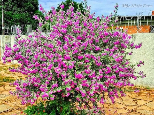 Cụm Hoa Tuyết Sơn phi hồng khoe sắc hài hòa trên tán lá bạc mềm mịn trong ánh sáng tự nhiên