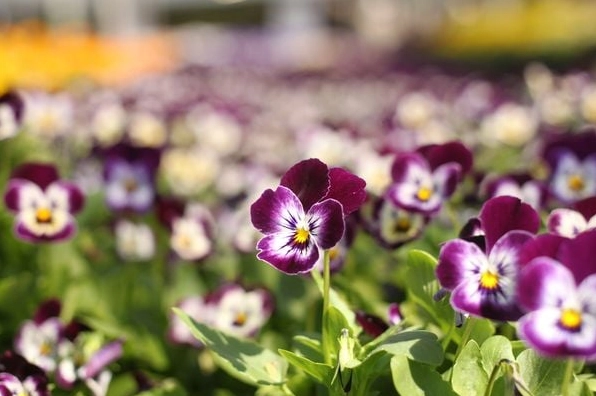Cụm hoa violet tím nở rộ với cánh mượt như nhung tạo chiều sâu quyến rũ