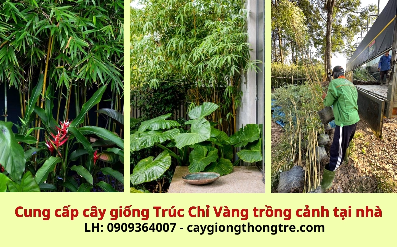 Cụm tre trúc cảnh xanh tươi được giới thiệu trong nhóm cây trồng tại nhà